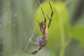 A spider of the species Argiope appensa is preying on an insect trapped in its web.