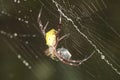 A spider of the species Argiope appensa is preying on an insect trapped in its web.