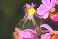 A spider of the species Argiope appensa is preying on an insect trapped in its web.