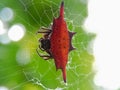 Gasteracantha cancriformis