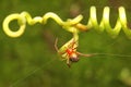 A spider of the species Latrodectus bishopi is looking for prey. Royalty Free Stock Photo