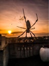 Spider Royalty Free Stock Photo