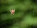 Spider Royalty Free Stock Photo