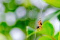 A spider on a spider\'s web feeds. Araneus is a genus of common orb-weaving spiders Royalty Free Stock Photo