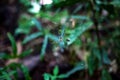 Spider and spider web against a green background in nature of Bo Royalty Free Stock Photo