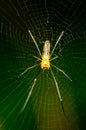 Spider and spider web against a green background in nature of Borneo Royalty Free Stock Photo