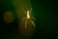 Spider and spider web against a green background in nature of Borneo Royalty Free Stock Photo