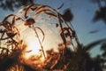 Spider on the spider web or cobweb and light of sunset Royalty Free Stock Photo