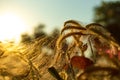 Spider on the spider web or cobweb and light of sunset Royalty Free Stock Photo