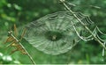 Spider, spider web, forest, close-up Royalty Free Stock Photo