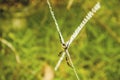 Spider in the forest stock image Royalty Free Stock Photo