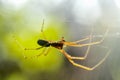 Spider on spider web after rain Royalty Free Stock Photo