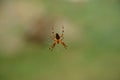 Spider Royalty Free Stock Photo