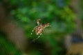 Spider Spinning Its Web