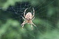 Spider Spinning Web