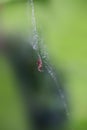 Spider spins a cobweb with a green background