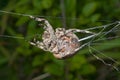 Spider spins spider-web 11 Royalty Free Stock Photo