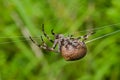 Spider spins spider-web 3 Royalty Free Stock Photo