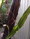 A spider spins a web between banana trees