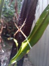 A spider spins a web between banana trees