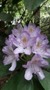 Spider spring plant nature daisies rhododendron