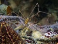 Spider Squat Lobster Chirostylus dolichopus