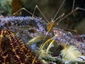 Spider Squat Lobster Chirostylus dolichopus