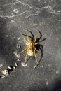 A spider is standing on a black surface Royalty Free Stock Photo