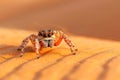 Spider is standing on a brown surface Royalty Free Stock Photo