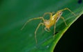 Spider standing on leaves Royalty Free Stock Photo