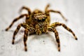 The spider stared with its big eyes Royalty Free Stock Photo