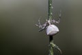 Spider on stem