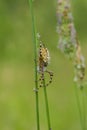 A spider on a stem