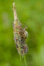 A spider on a stem