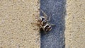 spider on a stone in the garden, closeup of photo Royalty Free Stock Photo