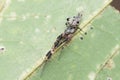 Spider stretching its legs and resting Zosis geniculata