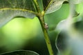 Spider Strolling on a Walnut Tree Branch Royalty Free Stock Photo