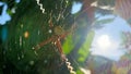 A spider is sunbathing in the morning Royalty Free Stock Photo