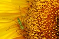 Green Spider on big sunflower Royalty Free Stock Photo