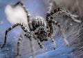 Spider on it`s net with super close-up. Royalty Free Stock Photo