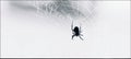 The spider suspended in a delicate web against a minimalistic backdrop AI generated image Royalty Free Stock Photo