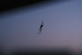 Spider suspended from its web in the sky during the blue hour.