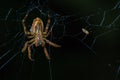 Spider suspended over his spider web inside of the Cuyabeno National Park, in Ecuador