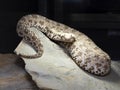 Spider tailed horned viper, Pseudocerastes urarachnoides, is probably the rarest viper with a spider tail ending