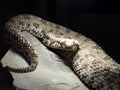 Spider tailed horned viper, Pseudocerastes urarachnoides, is probably the rarest viper with a spider tail ending