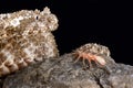 Spider-tailed horned viper Pseudocerastes urarachnoides