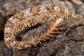 Spider-tailed horned viper Pseudocerastes urarachnoides tail detail