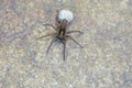 Spider with egg bag