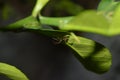 A spider takes cover behind leaves