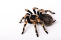 Spider Tarantula brachypelma smithi on white background. Crawling spider Tarantula brachypelma smithi macro Royalty Free Stock Photo